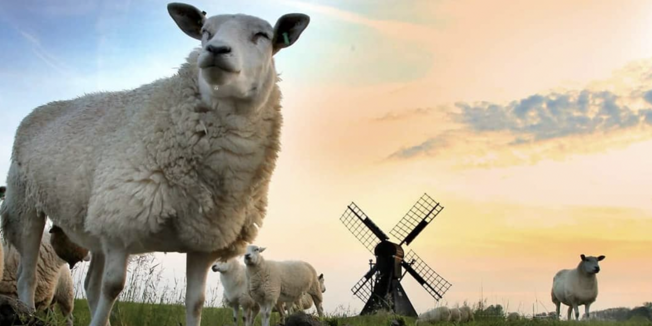 Schermafbeelding 2023-09-22 om 07.54.16 thema drie fotowedstrijd 2023: molens met dieren