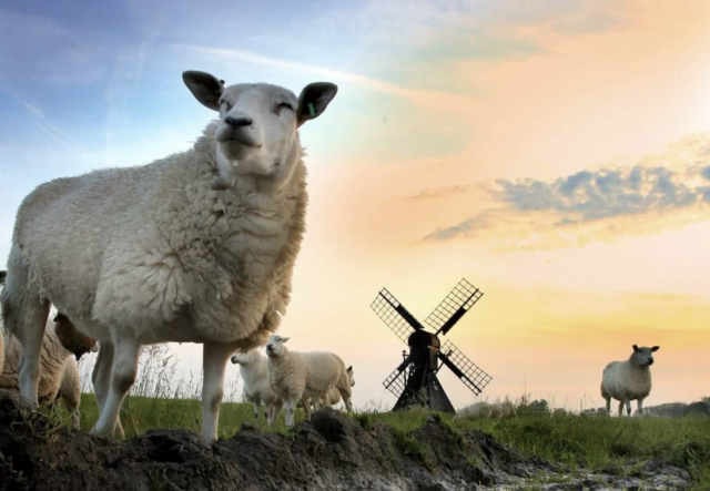 Schermafbeelding 2023-09-22 om 07.54.16 thema drie fotowedstrijd 2023: molens met dieren