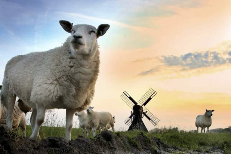 thema drie fotowedstrijd 2023: molens met dieren